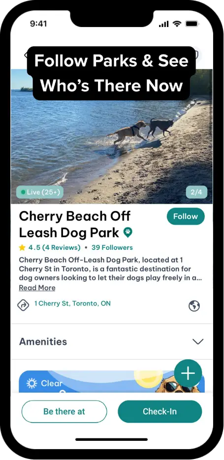 DogPack Marketplace feature - Shop dog essentials and pet products from trusted brands and local sellers