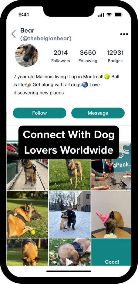 DogPack Camera feature - Capture and share moments with your dog using AI-powered filters
