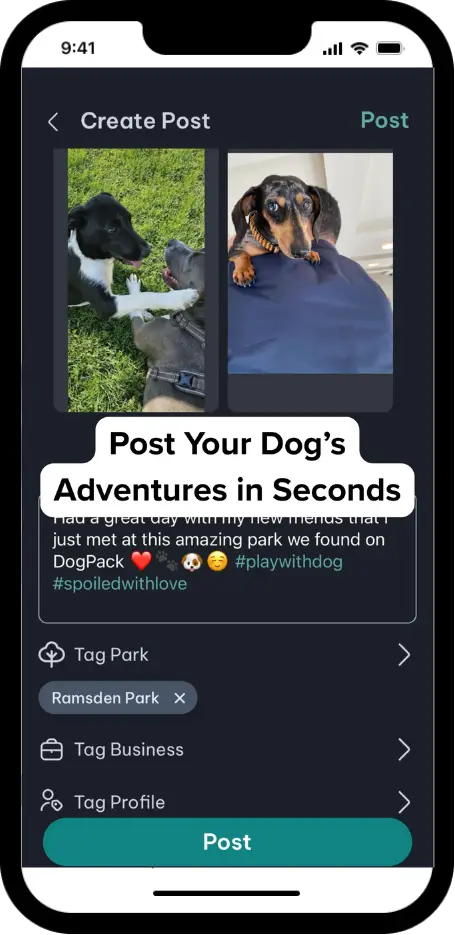 DogPack Business feature - Connect to dog owners and grow your business